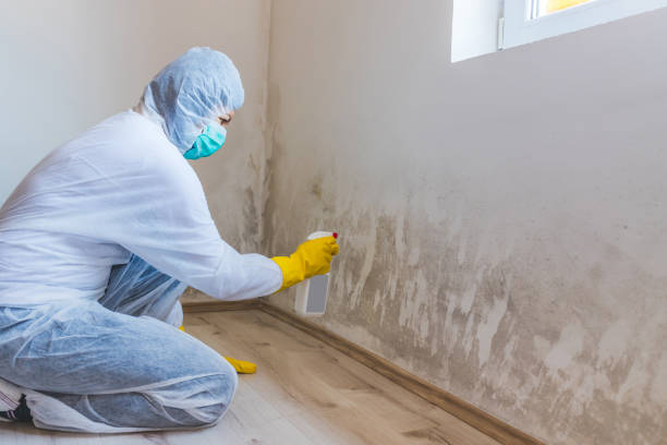 Licensed Commercial Mold Remediation service in Grant, MN - WQB Mold Removal